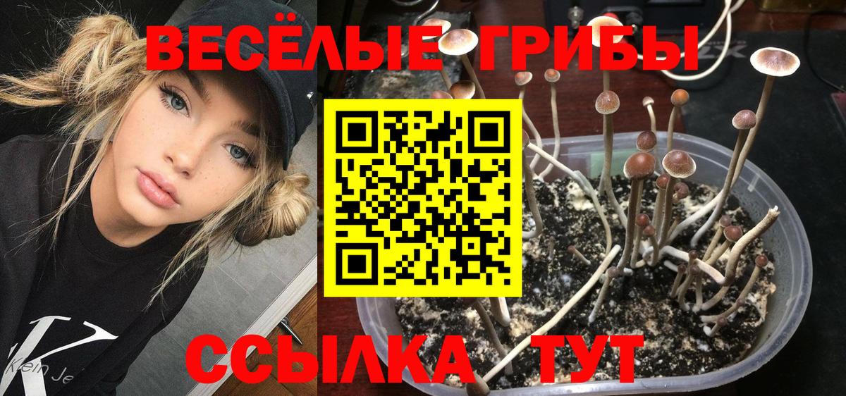 Балтийск  Псилоцибиновые грибы Psilocybe  Вход с VPN 